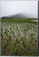 Framed Taro Field in Hanalei National Wildlife Refuge