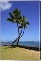 Framed Palm Trees on the Coast Of Hauula, Oahu, Hawaii