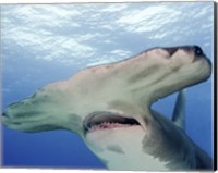 Framed Great Hammerhead Shark With Mouth Open