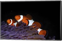 Framed Two Clownfish in Their Anemone Home