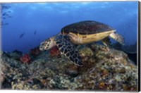 Framed Hawksbill Turtle Glides Over a Reef in Search Of a Meal