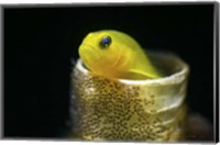 Framed Lemon Goby With Its Eggs On the Side Of a Tube Worm Hole