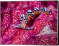 Framed Caloria Indica Nudibranch