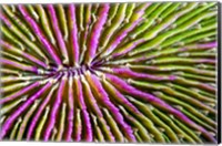 Framed Mouth Detail Of a Colorful Mushroom Coral
