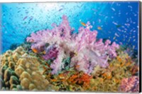 Framed Reef Scene Of Alcyonaria Coral With Schooling Anthias