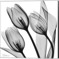 Framed Splendid Monotone Tulips