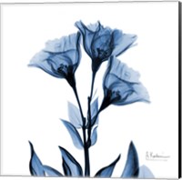 Framed Indigo Gentian