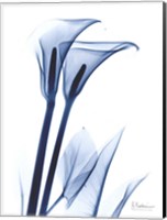 Framed Calla Lily Indigo