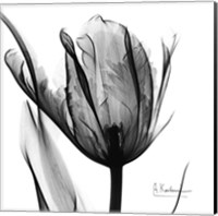 Framed High Contrast Tulip