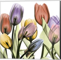 Framed Tulipscape 2