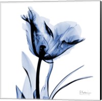 Framed Indigo Softened Tulip