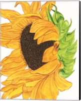 Framed Sunflower 5