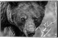 Framed Bear Portrait BW