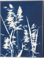 Framed Ornamental Grass VI