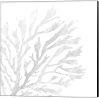 Framed White Seaweed 2
