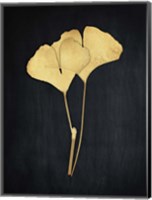 Framed Midas Ginkgo 1