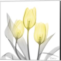 Framed Brilliant Tulips 1