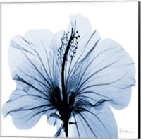 Framed Indigo Hibiscus