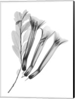 Framed Crane Flower