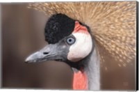 Framed African Crowned Crane