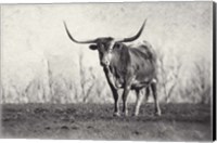 Framed Texas Longhorn