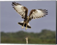 Framed Grabbing Air Snail Kite in Flight