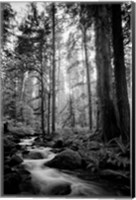 Framed Woodland Cascades B&W