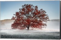 Framed Red Oak in the Mist