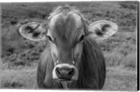 Framed Dairy Barn BW