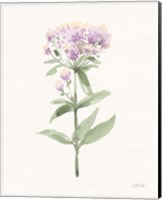 Framed Flowers of the Wild II Pastel