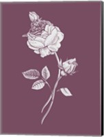 Framed Rose Purple Flower