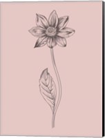 Framed Dahlia Blush Pink Flower