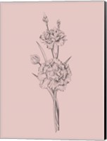 Framed Carnation Blush Pink Flower