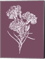 Framed Carnations Purple Flower