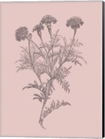 Framed Tagetes Patula Blush Pink Flower