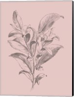 Framed Visnea Blush Pink Flower