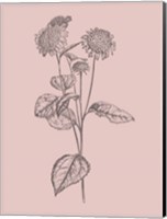 Framed Helianthus Blush Pink Flower