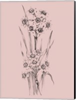 Framed Blush Pink Flower Sketch I