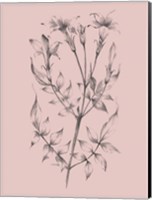 Framed Blush Pink Flower Sketch II