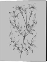 Framed Flower Sketch II