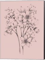 Framed Blush Pink Flower Drawing