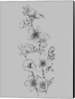 Framed Flower Drawing I