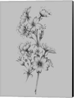 Framed Flower Drawing II