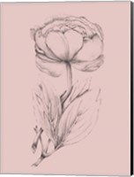 Framed Blush Pink Flower Illustration II