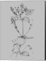 Framed Grey Flower Sketch I