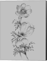 Framed Grey Flower Sketch II