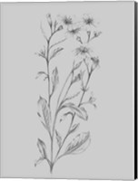 Framed Grey Flower Sketch Illustration