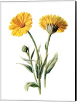 Framed Common Marigold Flower