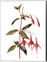 Framed Fuchsia Flower
