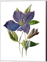 Framed Purple Clematis Flower